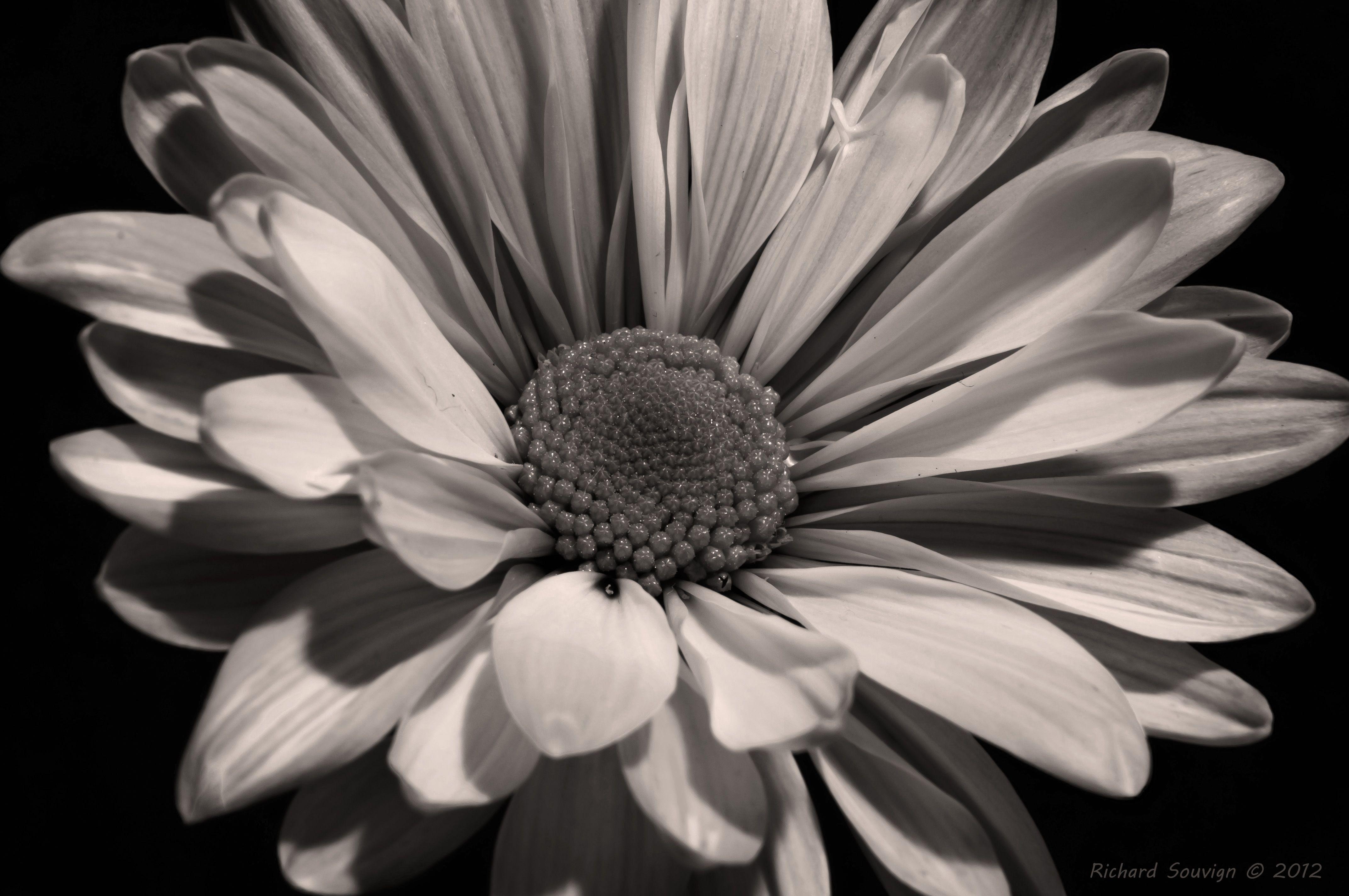 4288x2848 Black Sunflower Wallpaper