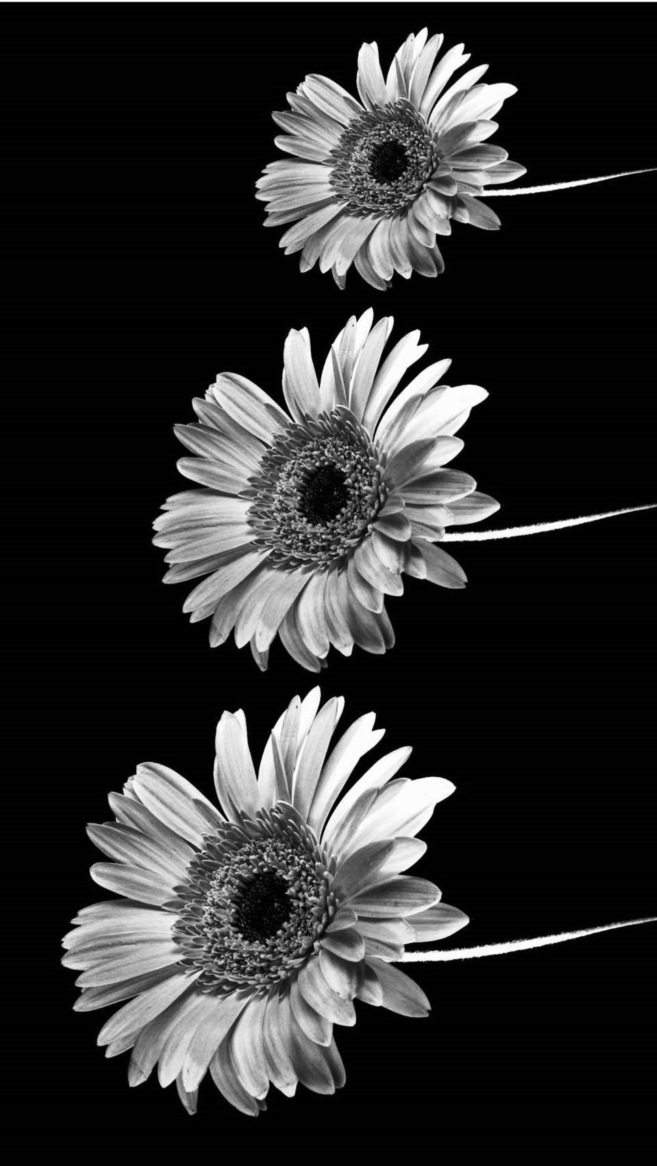 Free Sunflower Black And White Photos and Vectors