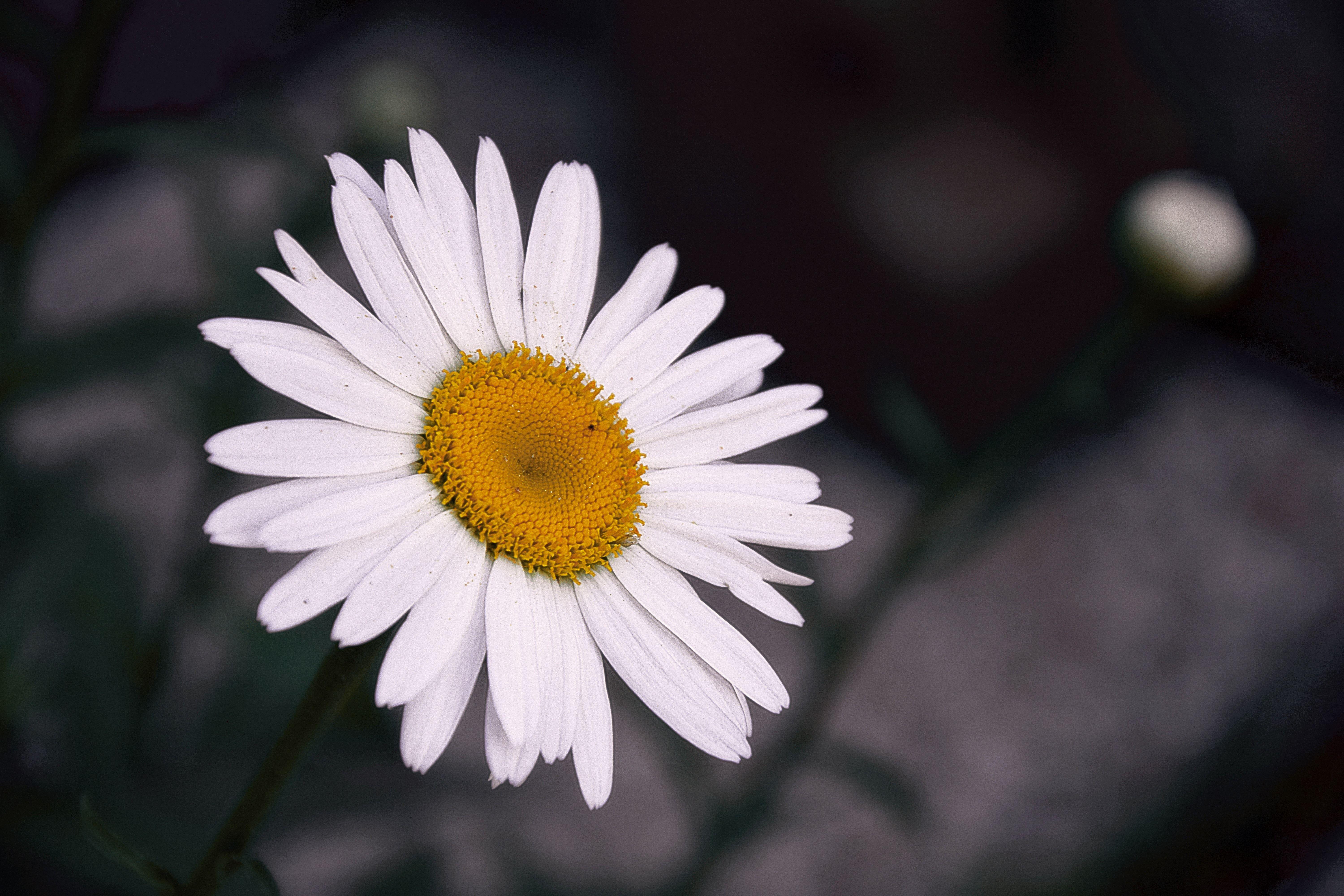 6000x4000 white sunflower free image