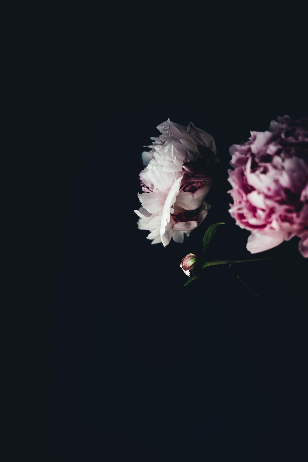 1000x1502 Floral Wallpaper: Free HD Download [HQ]