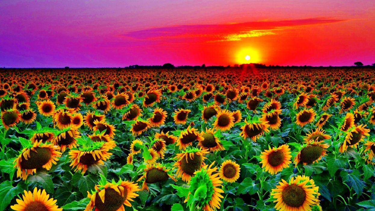 1245x700 Sunflowers Wallpaper