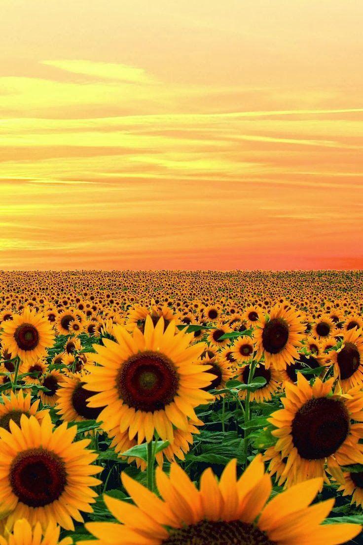 736x1104 Free download 25 best ideas about Sunflower fields Van [736x1104] for your Desktop, Mobile & Tablet. Explore Field Of Sunflowers Wallpaper. Field Of Sunflowers Wallpaper, Field of Sunflowers Wallpaper