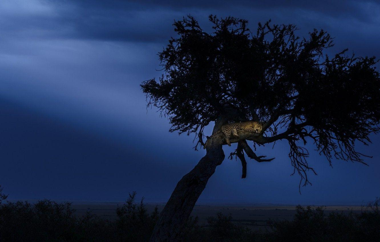 1332x850 Wallpaper night, tree, the evening, leopard, Africa image for desktop, section кошки