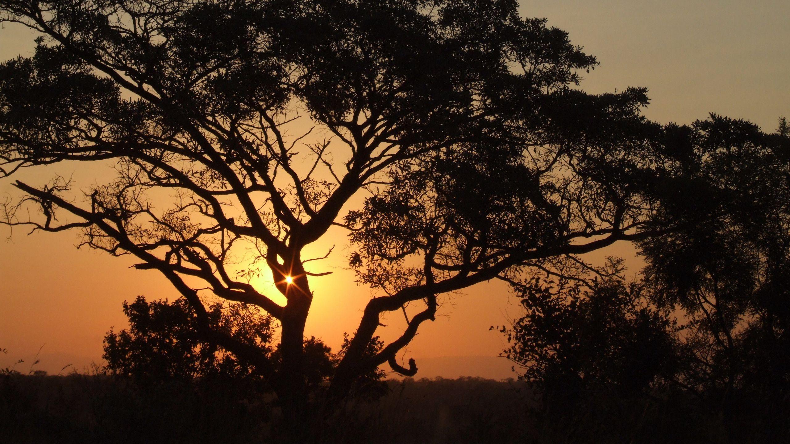 2560x1440 Download wallpaper 2560x1440 africa, sunset, trees, night widescreen 16:9 HD background