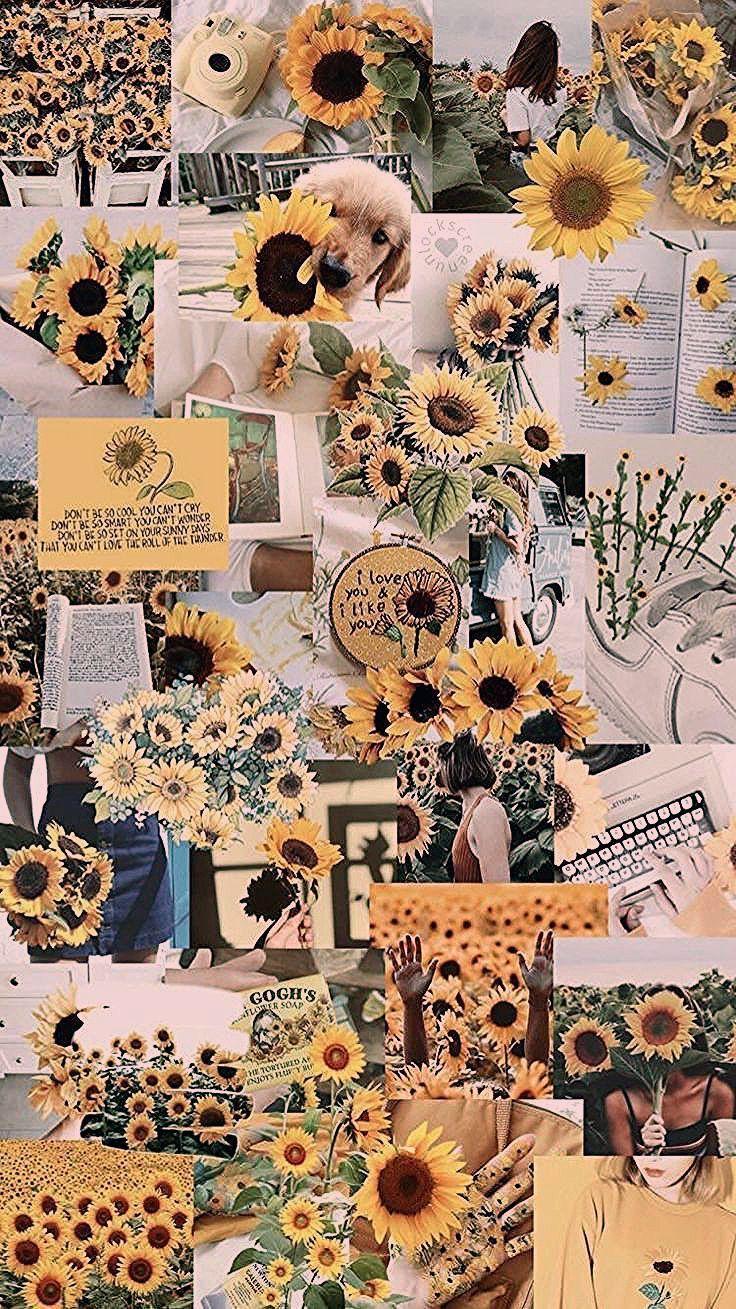 736x1309 486c1843 #hintergrundbildiphone #Hippie #iPhone #Phonebackgroundaestheticplants #Tapet. Sunflower wallpaper, iPhone wallpaper, iPhone wallpaper tumblr aesthetic