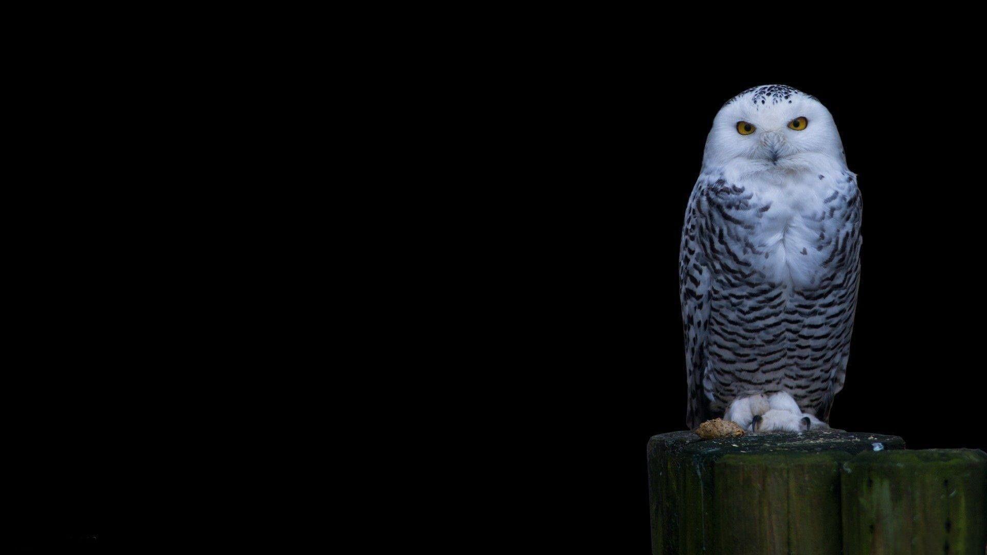 1920x1080 Owl Wallpaper
