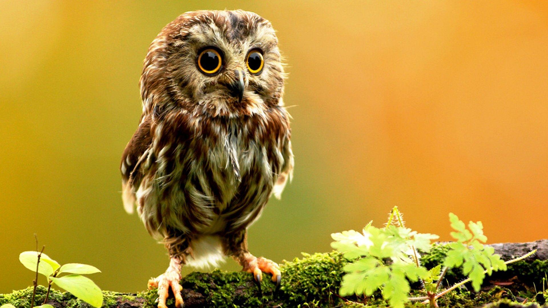 1920x1080 Owl Desktop Background HD Wallpaper