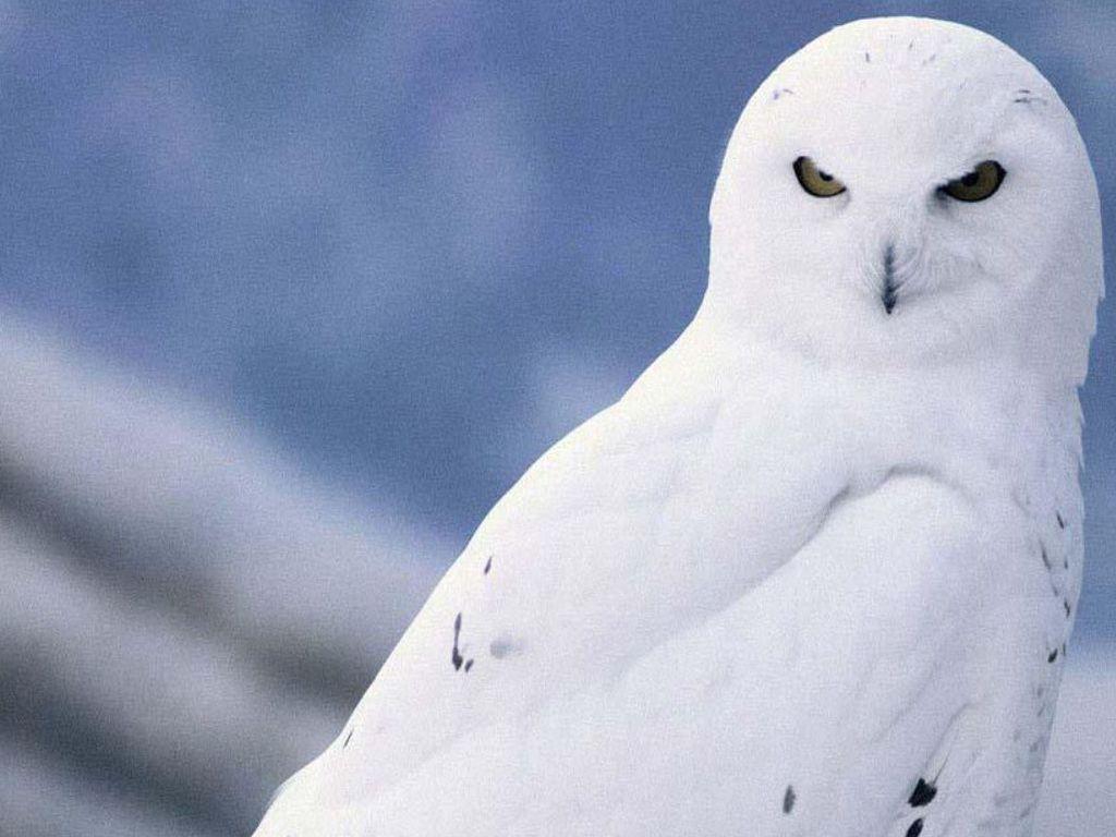 1024x768 White Owl Wallpaper