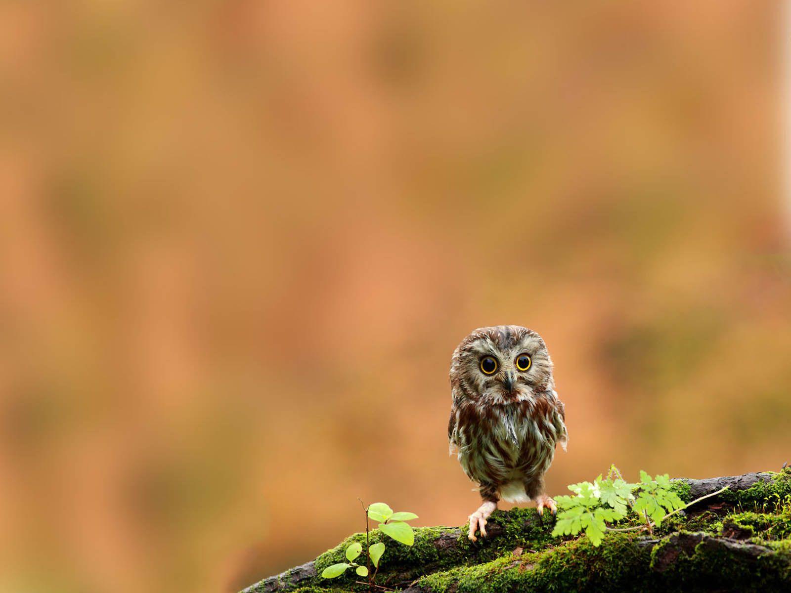 1600x1200 XS Wallpaper HD: Funny Owl