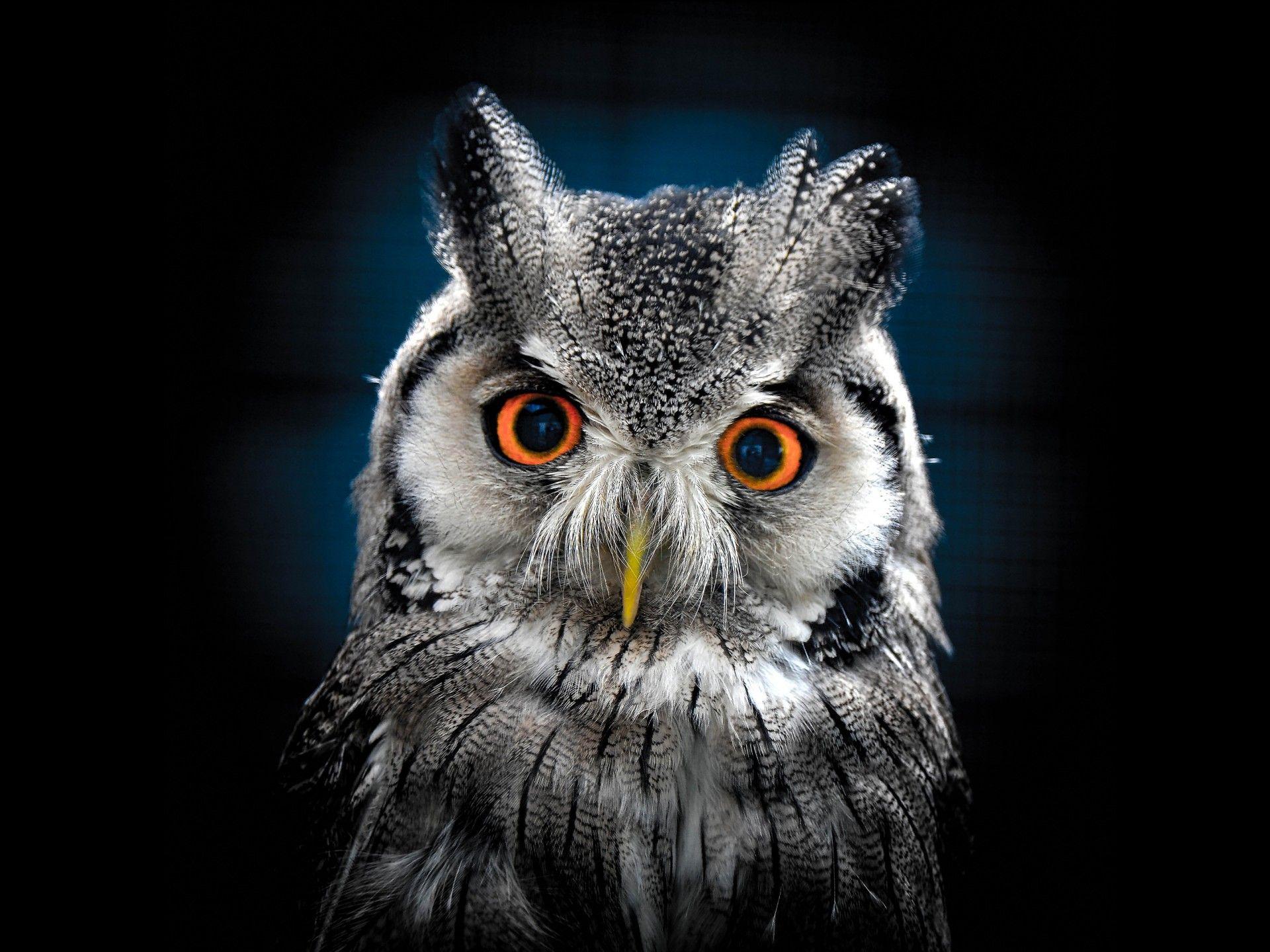 1920x1440 Owl Wallpaper HD Wallpaper & Background Download