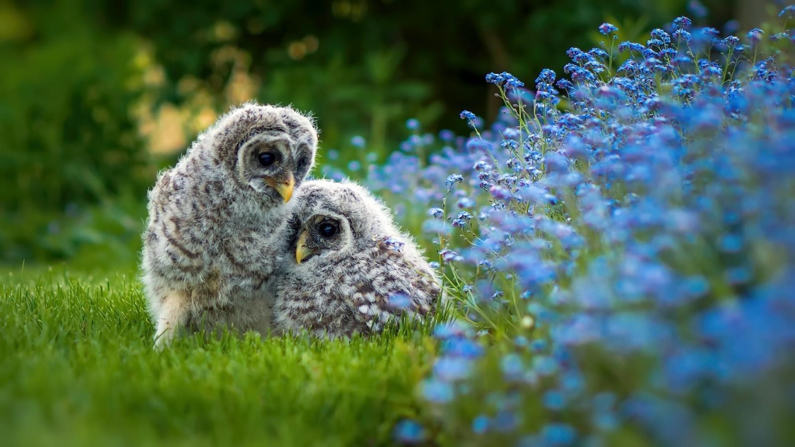 1600x900 Owl wallpaper 1600x900 desktop background