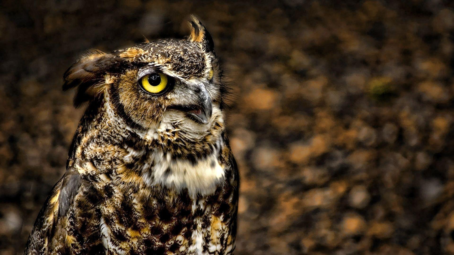 1920x1080 Cute Owl Background for Desktop