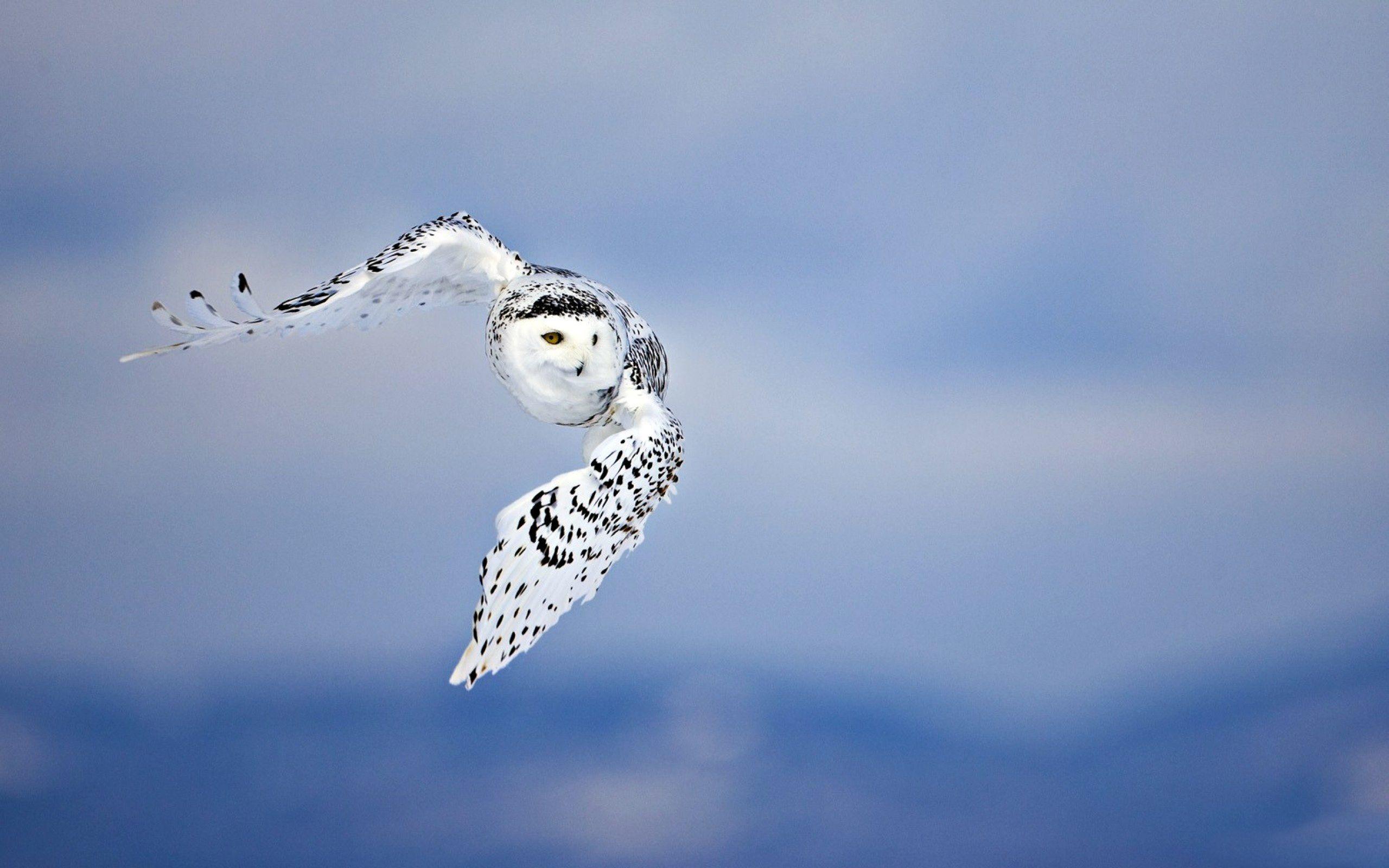 2560x1600 Snowy Owl HD Wallpaper Background Animals Picture With Names Wallpaper & Background Download