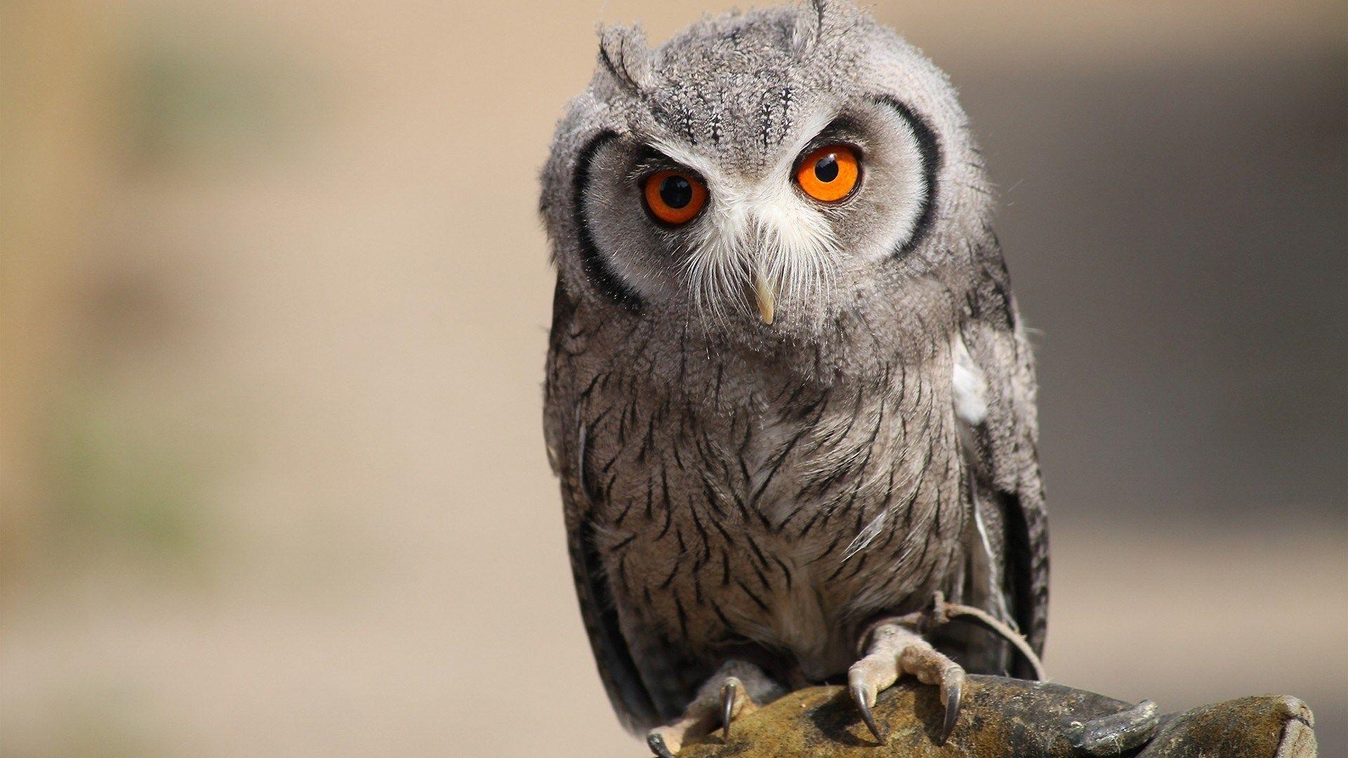 1920x1080 owl desktop wallpaper HD pics HD wallpaper, Background