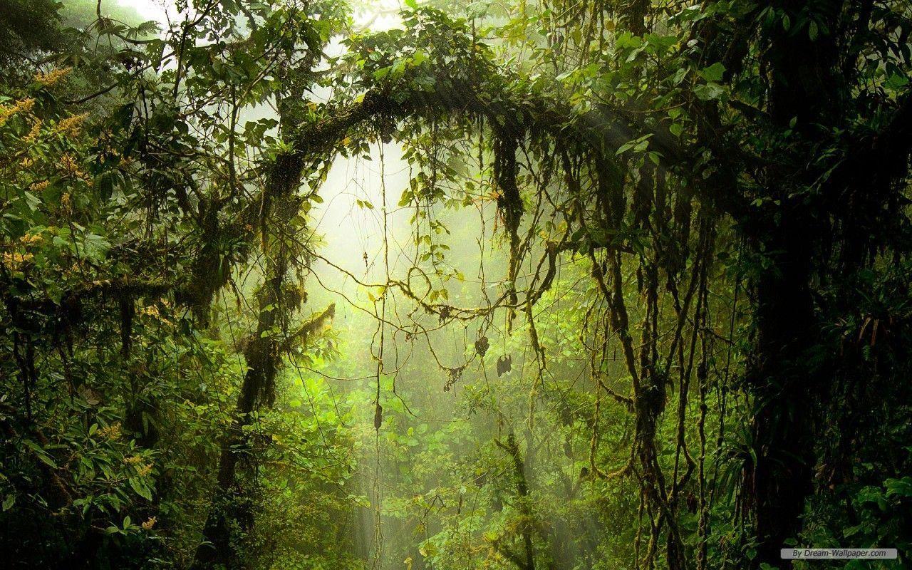 1280x800 Wallpaper Windows 7 Nature For Desktop Background 13 HD Wallpaper 4K. Jungle wallpaper, Forest wallpaper, Beautiful forest