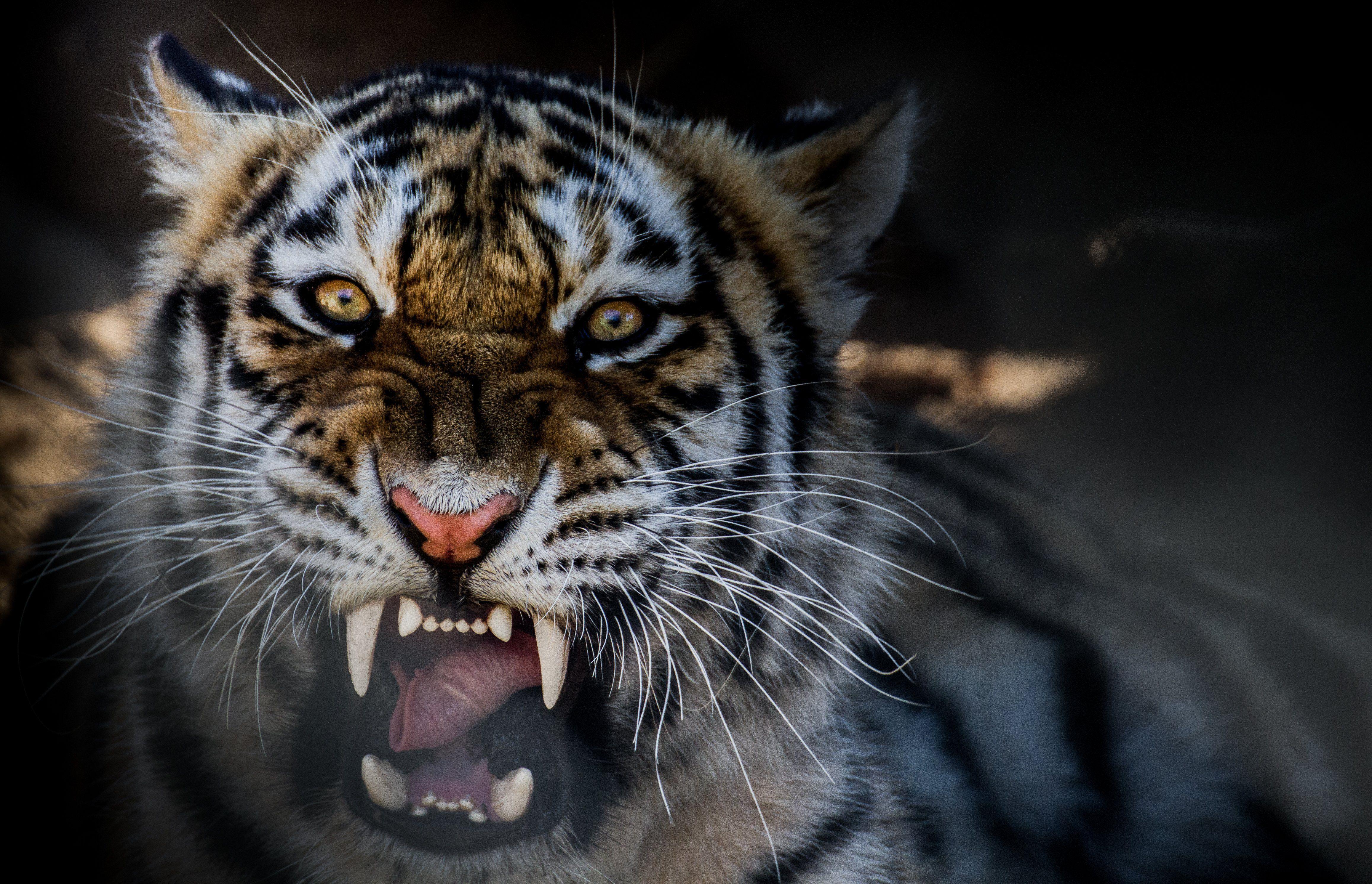 4630x2985 tiger, #growling, #animal - Зверь Тигр Wallpaper & Background Download