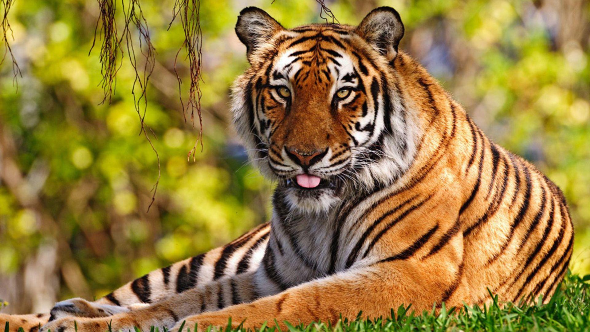 1920x1080 Free download pixel Desktop Wallpaper Tiger Animal Wallpaper iWallScreen [1920x1440] for your Desktop, Mobile & Tablet. Explore Bing Tiger Wallpaper. Tiger Wallpaper, Bengal Tiger Wallpaper Desktop, Bengals Wallpaper for Computer