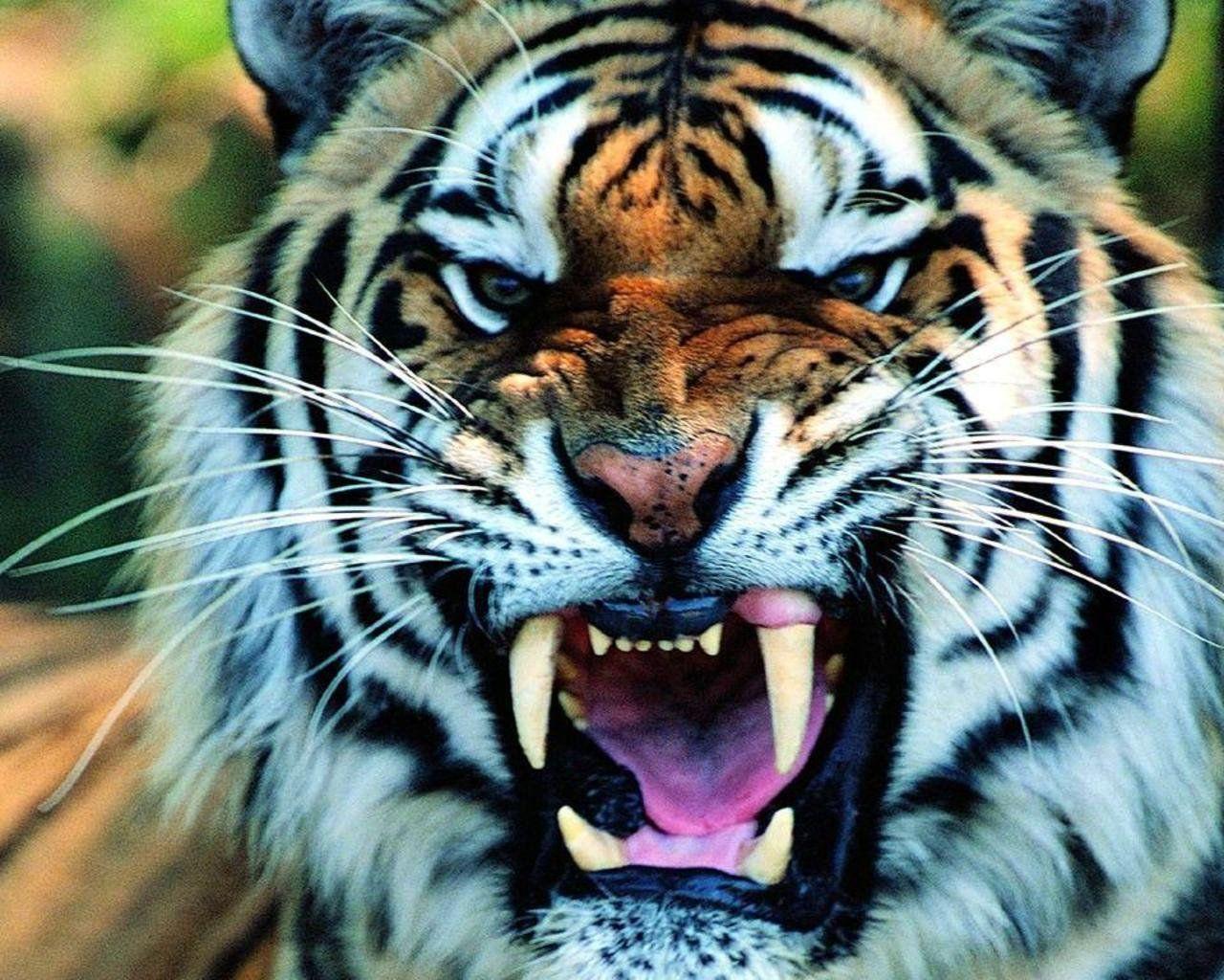 1280x1024 Tiger Wallpaper Mobile. Tiger wallpaper, Pet tiger, Animal wallpaper
