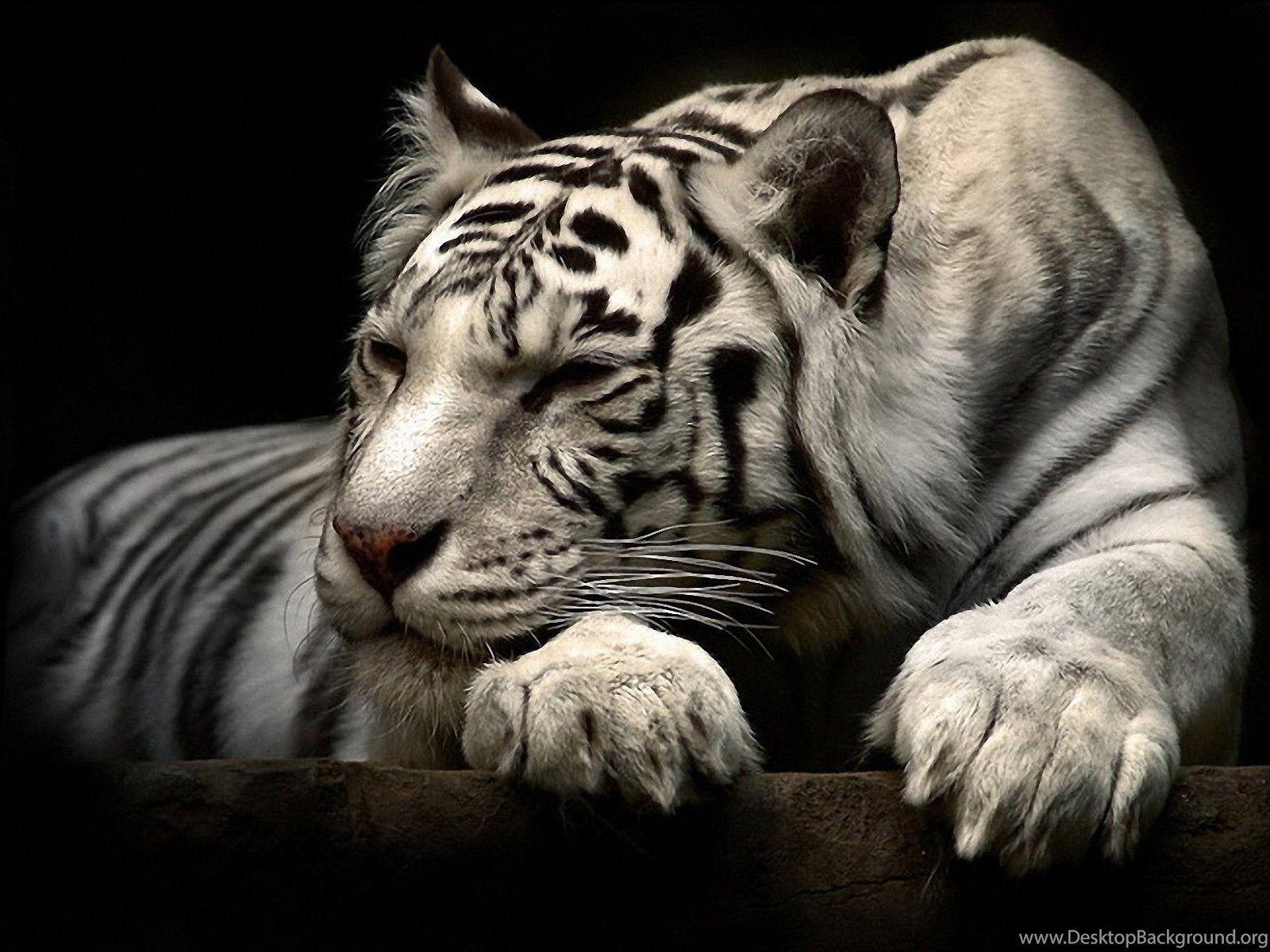 1600x1200 White Tiger Animal Wallpaper 460 Free HD Wallpaper Stock. Desktop Background
