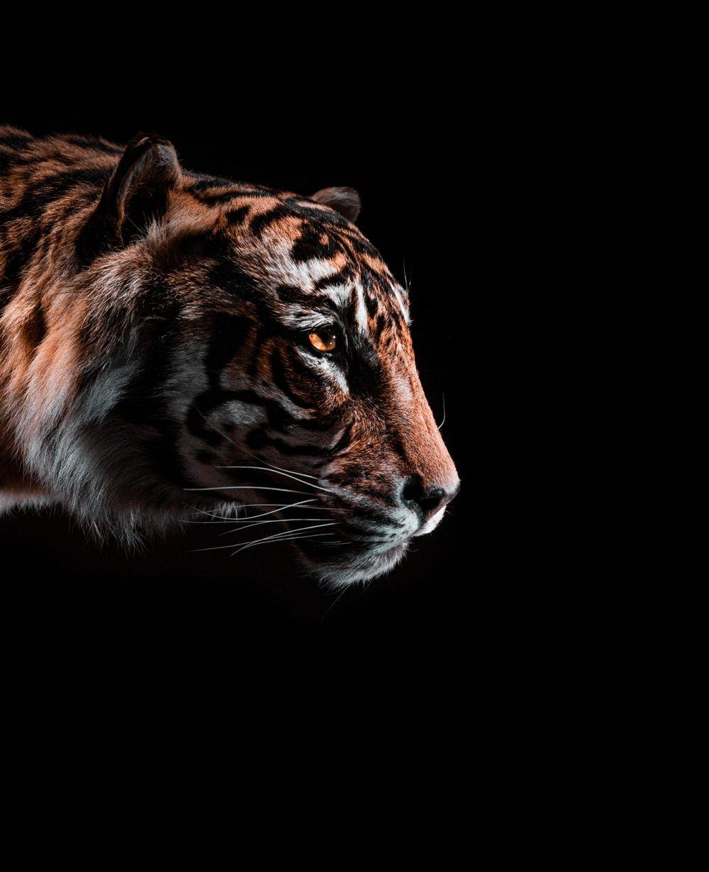 1000x1230 Tiger Picture. Download Free Image
