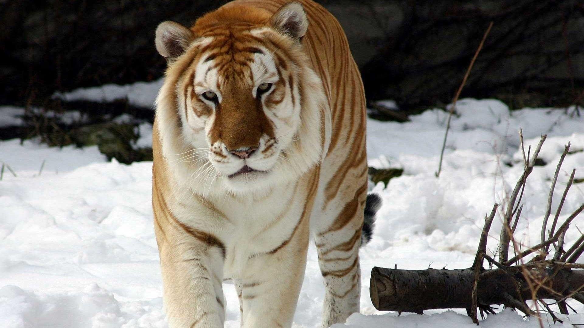 1920x1080 Wild Animals Wallpaper HD