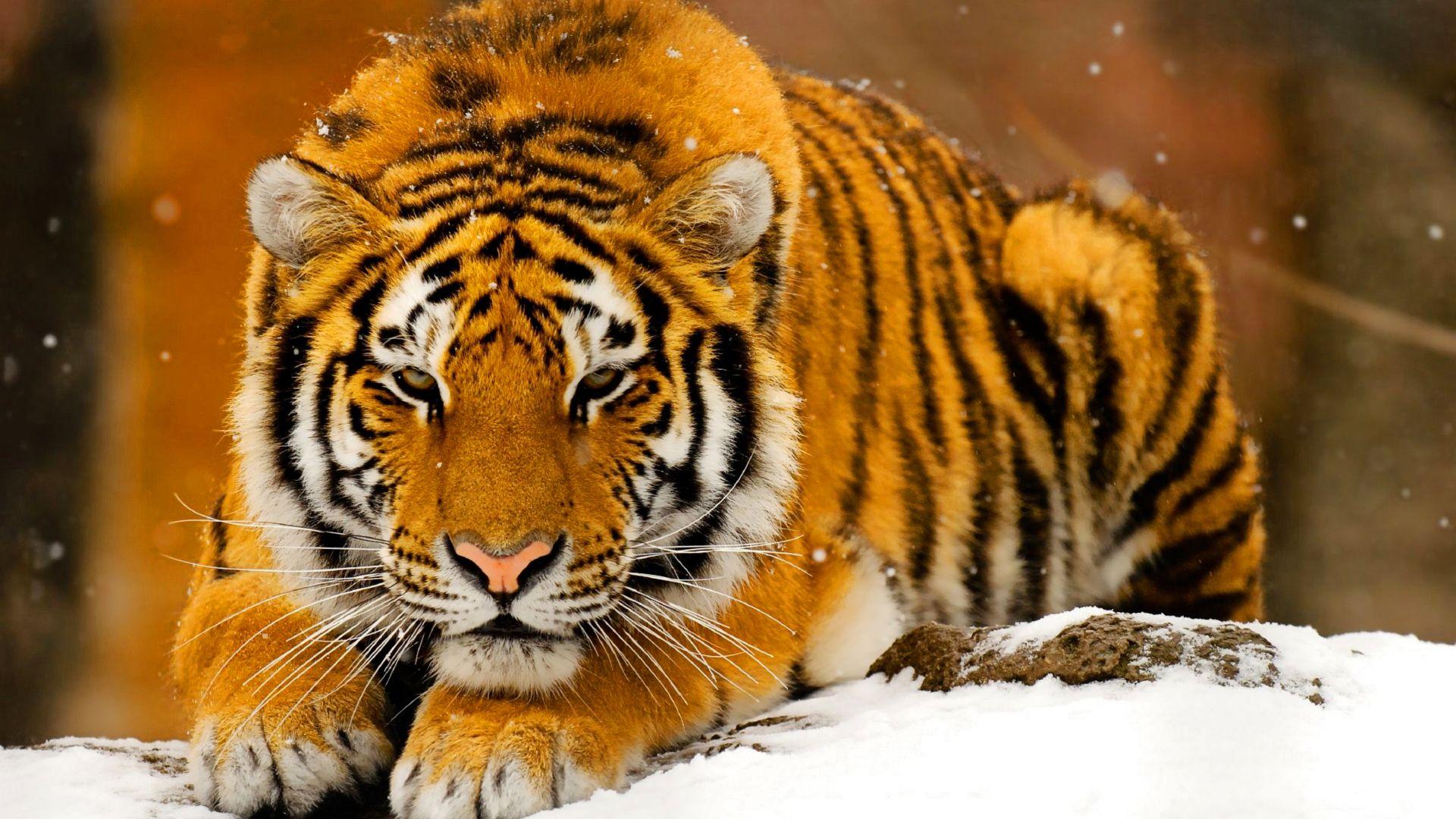 1920x1080 Free download Snow tiger animal wallpaper HD Wallpaper [1920x1200] for your Desktop, Mobile & Tablet. Explore Tiger Pics Wallpaper. Tigers Wallpaper for Desktop, Free Wallpaper Tigers