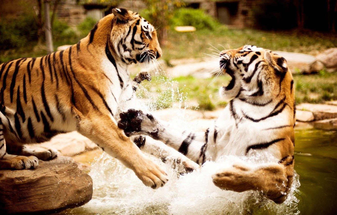 1332x850 Wallpaper water, nature, tigers, animals, wallpaper image for desktop, section кошки