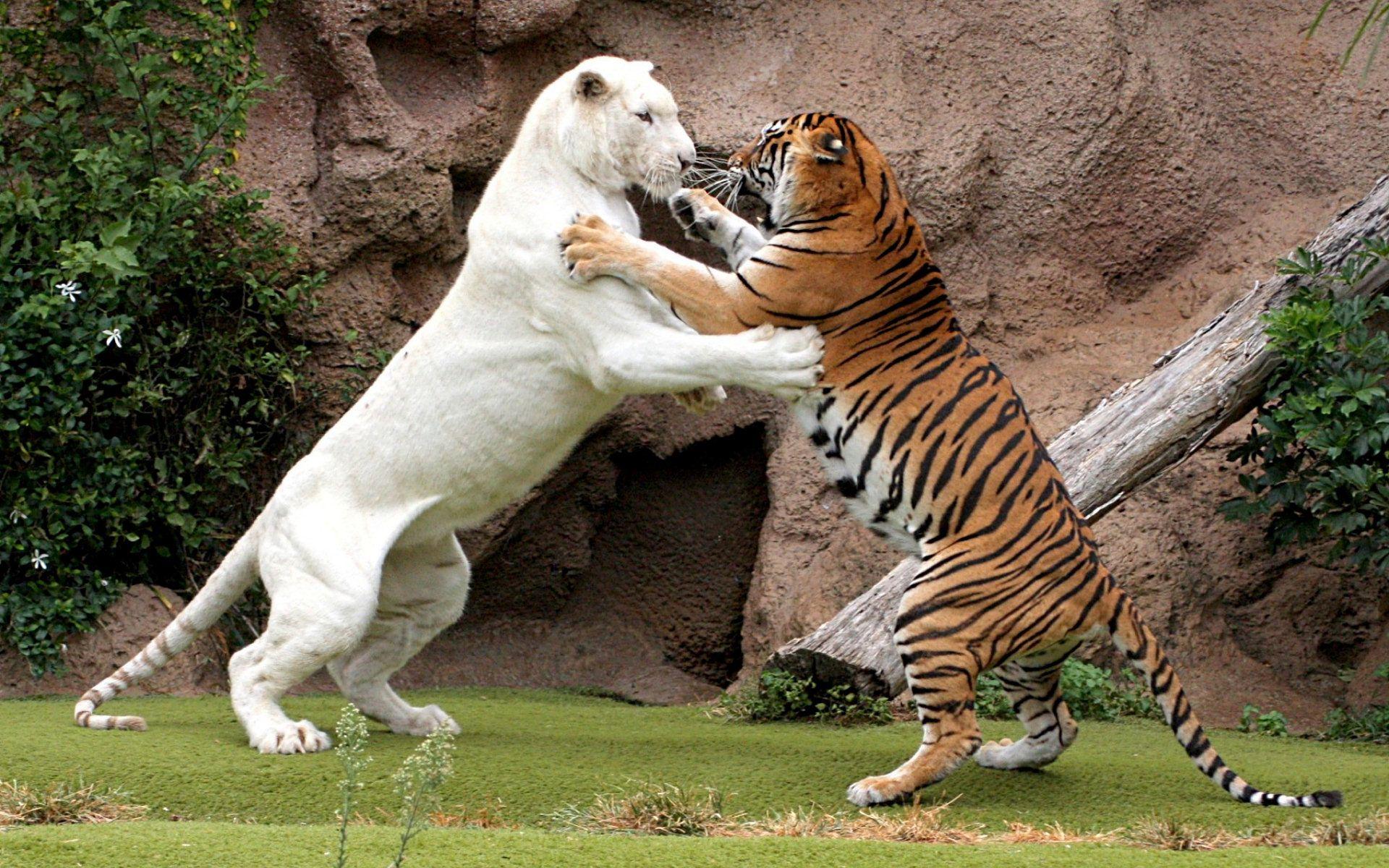 1920x1200 Download Best Tiger Animal Wallpaper 32 Wallpaper & Image Free
