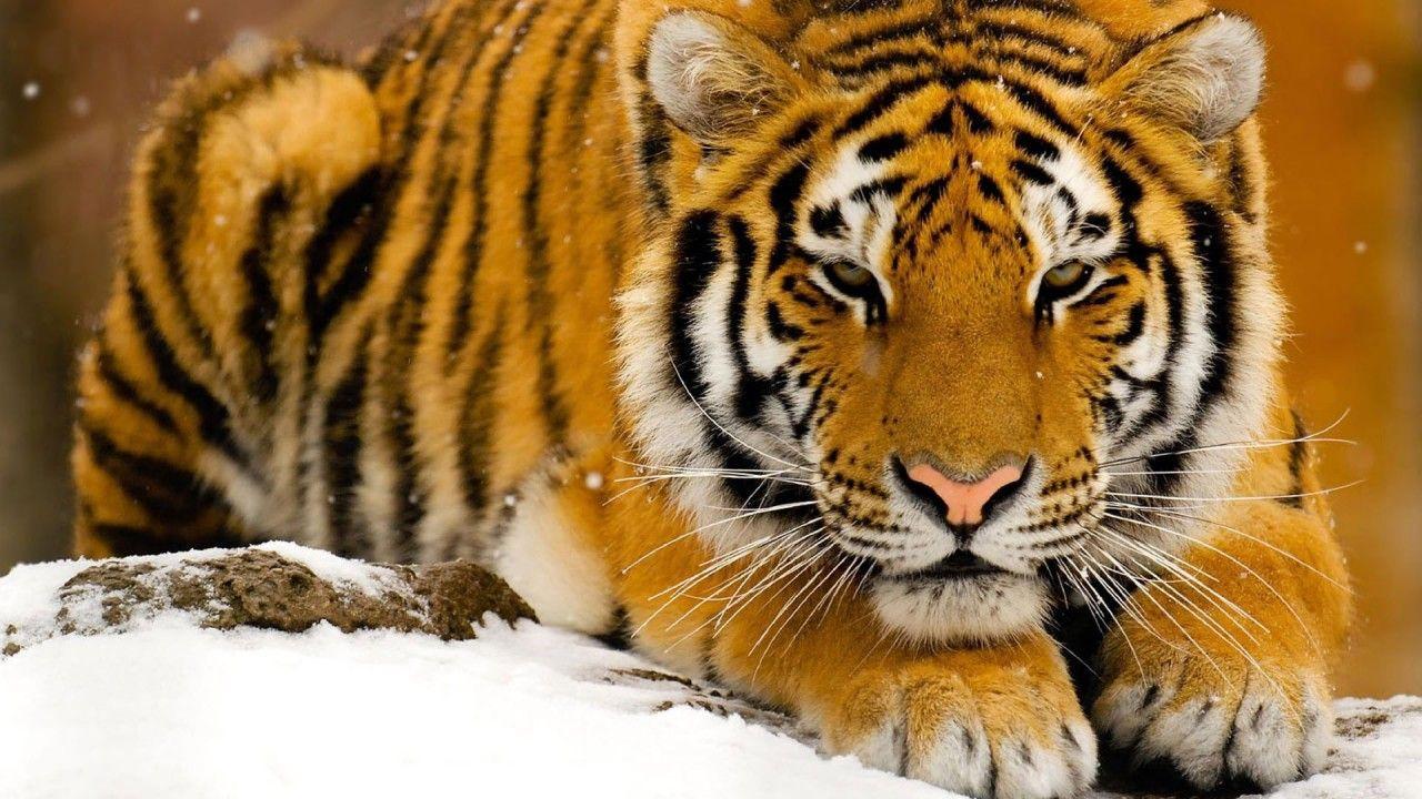 1280x720 Tiger, animals wallpaper. Tiger, animals