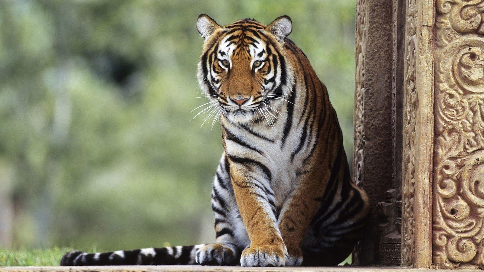 1600x900 Wallpaper Tigers