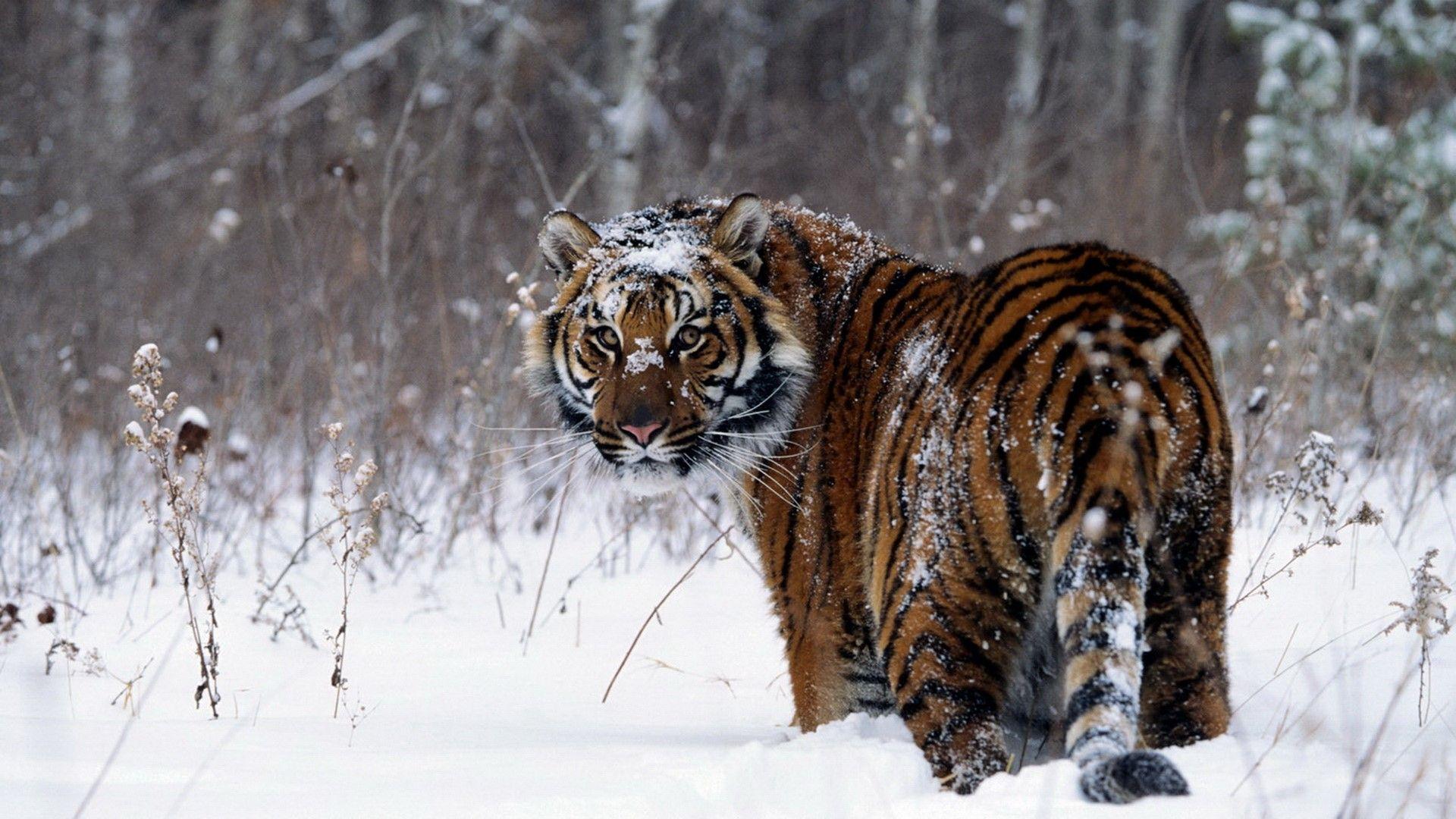 1920x1080 1920x1080 tiger snow animals wallpaper JPG 421 kB
