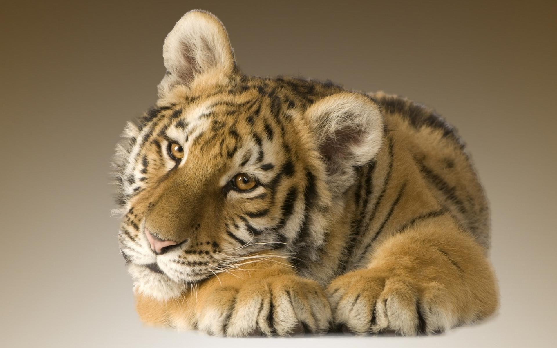 1920x1200 Tiger Animal Wallpaper By Wallpaperxyz Wallpaper Cute Tiger