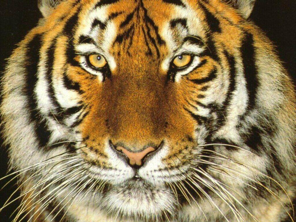 1024x768 Tiger Face Wallpaper