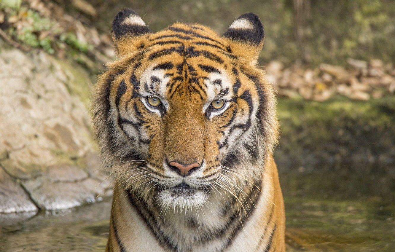 1332x850 Wallpaper cat, tiger, animal, tiger, cat, animal image for desktop, section кошки