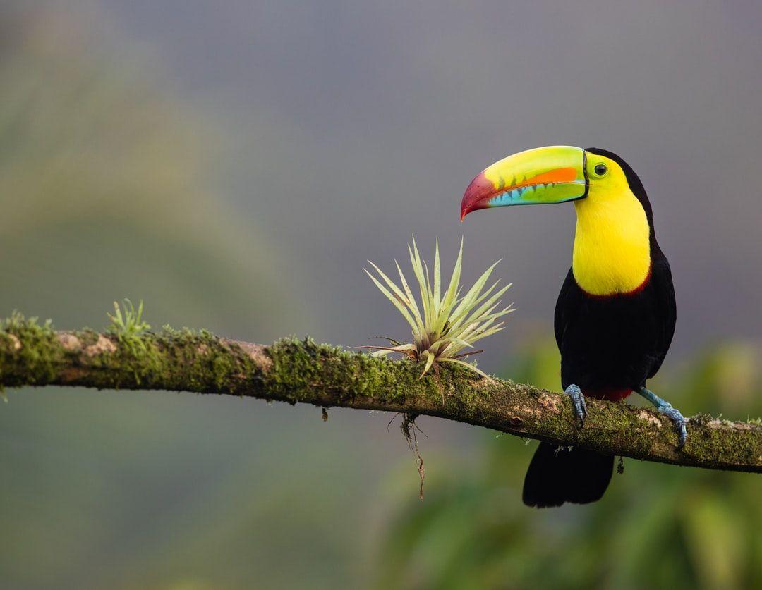 1080x837 black and yellow bird standing on tree branch photo