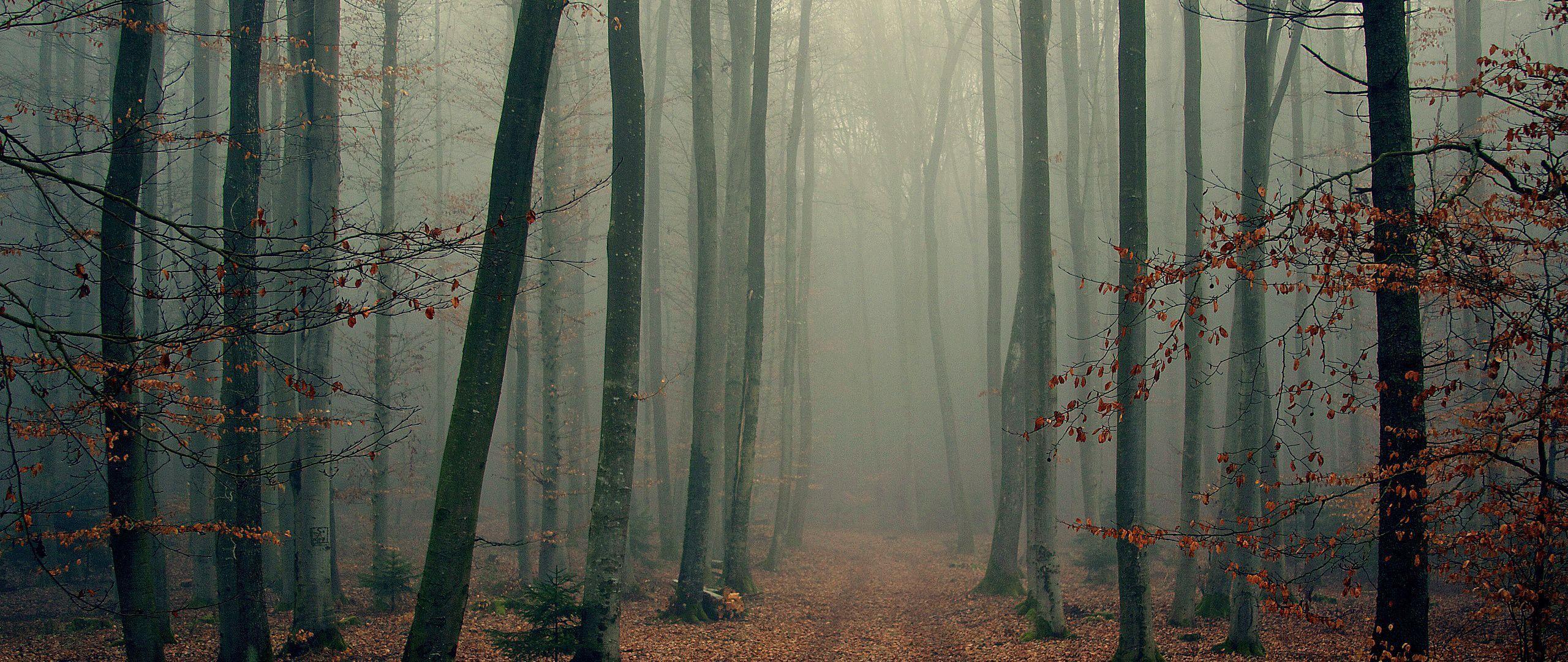 2560x1080 Download wallpaper 2560x1080 wood, trees, fog, foliage, autumn, cool dual wide 1080p HD background