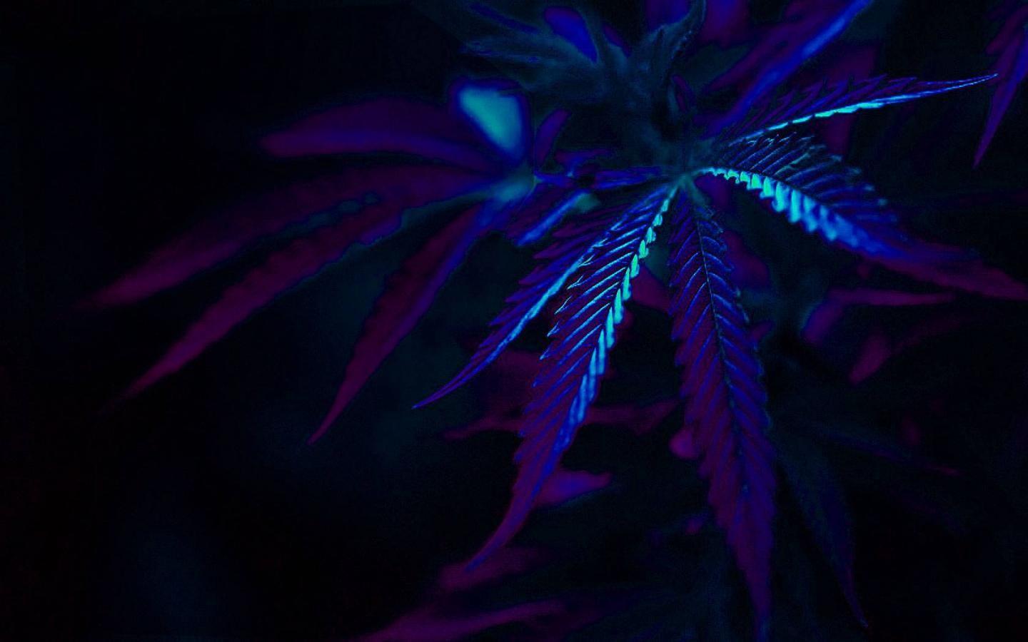 1440x900 Free download marijuana dope 1920x1200 wallpaper moods love HD art HD wallpaper Car [1440x900] for your Desktop, Mobile & Tablet. Explore Marijuana Wallpaper for Windows 8. Free Marijuana Wallpaper
