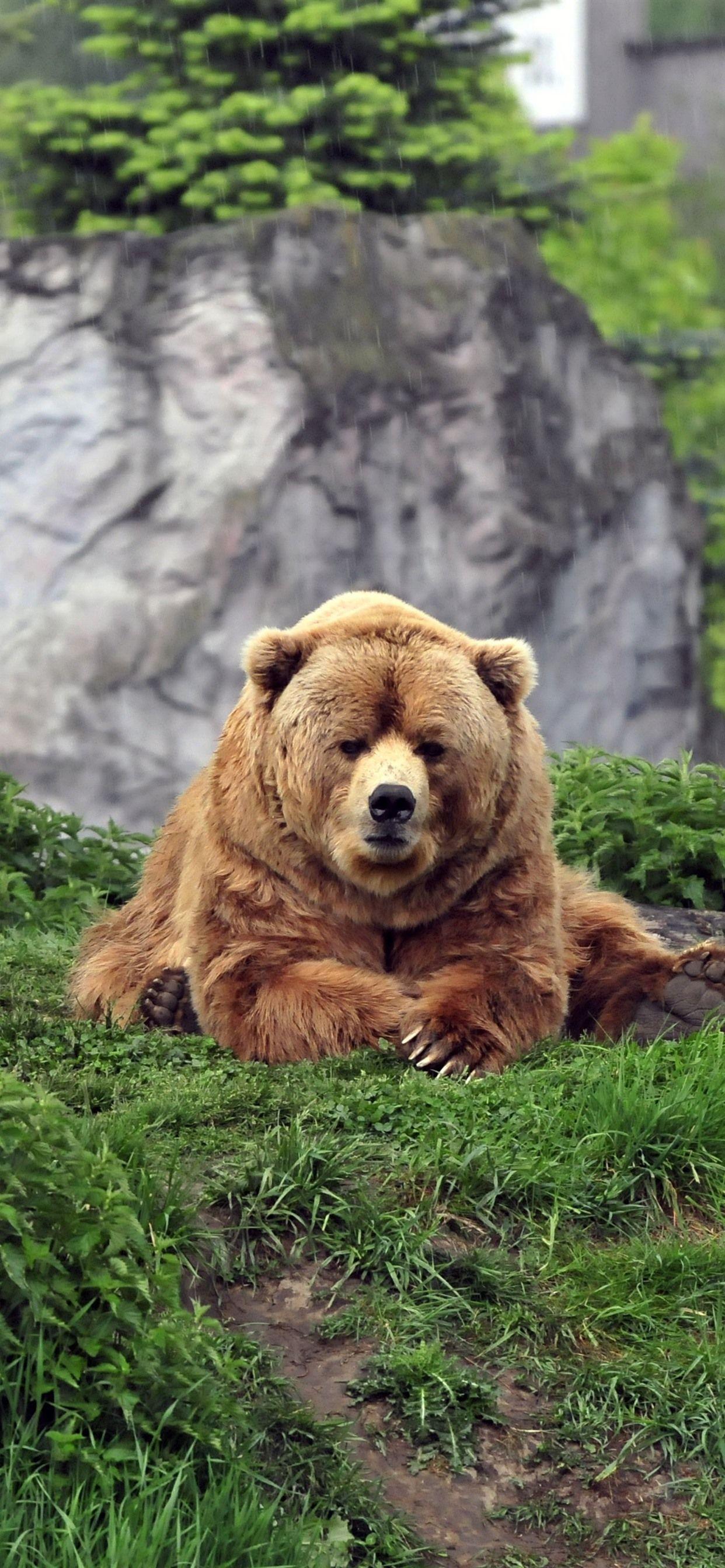 1242x2688 iPhone Wallpaper Brown Bear Sit On .