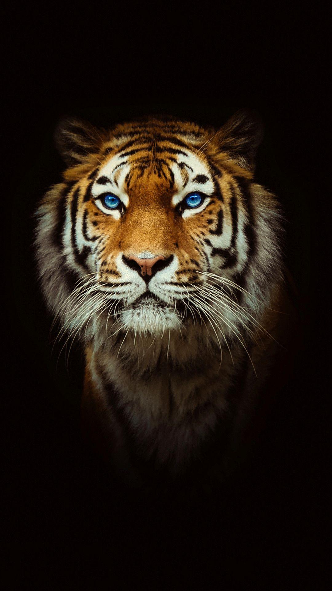 1080x1920 Tiger iPhone Wallpaper