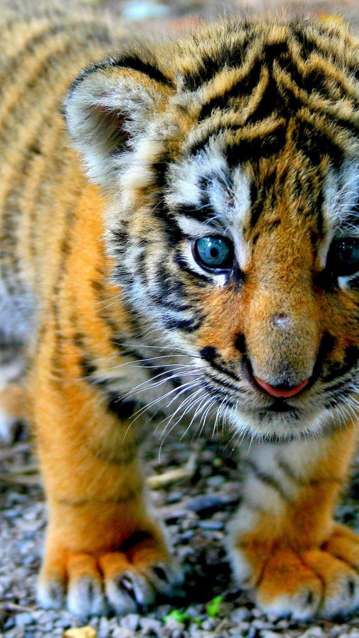 720x1280 iPhone Galaxy Tiger Wallpaper