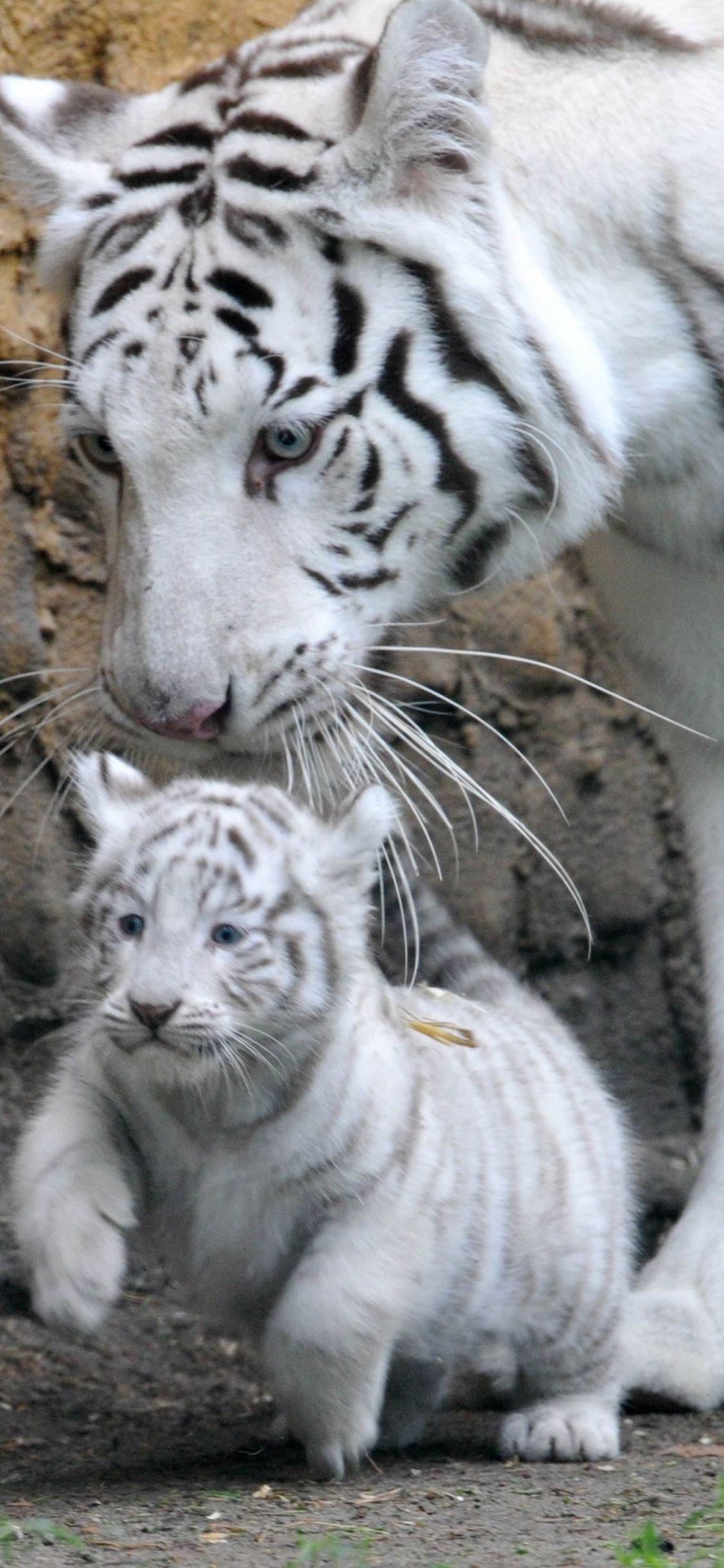 1125x2436 Free download White Tiger Mother Wallpaper HD iPhone Tiger Tigers iPhone HD [2052x3000] for your Desktop, Mobile & Tablet. Explore White Tiger iPhone Wallpaper. Cool Tiger Wallpaper, Tiger Wallpaper