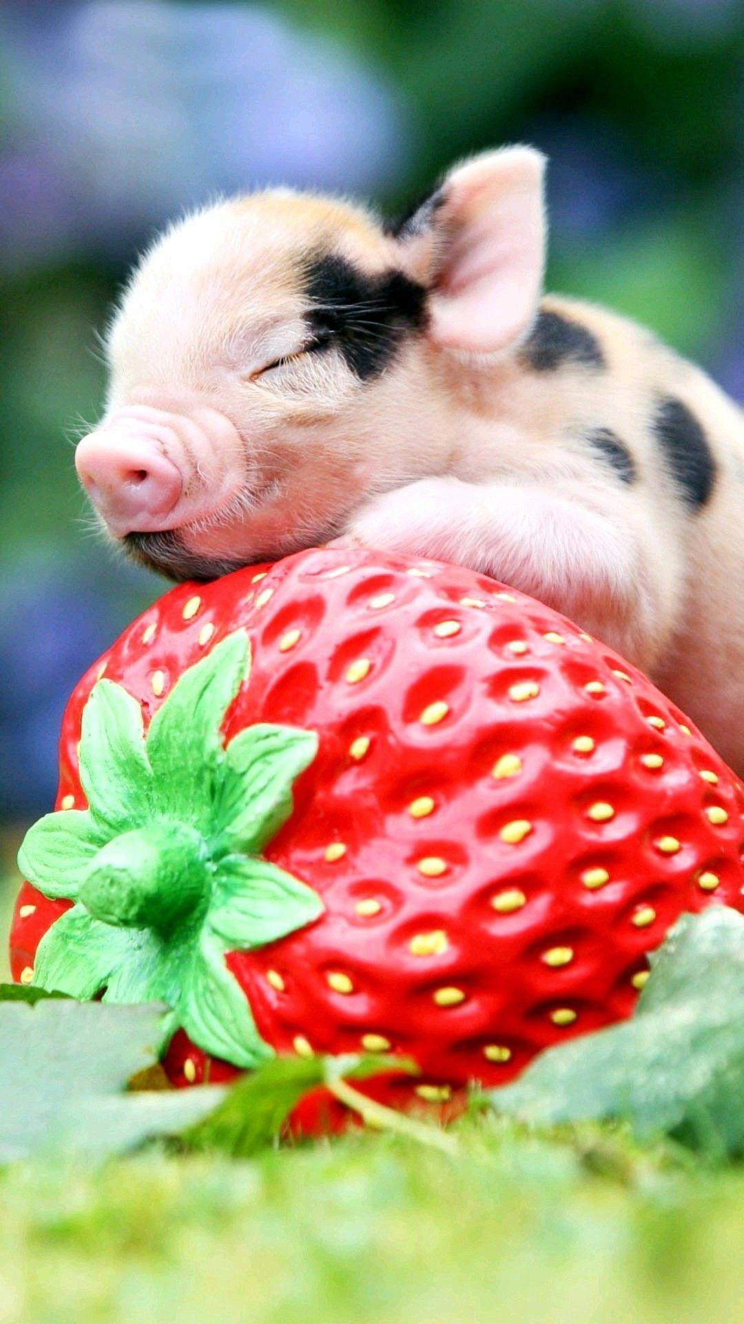 1080x1920 Funny Pigs Wallpaper