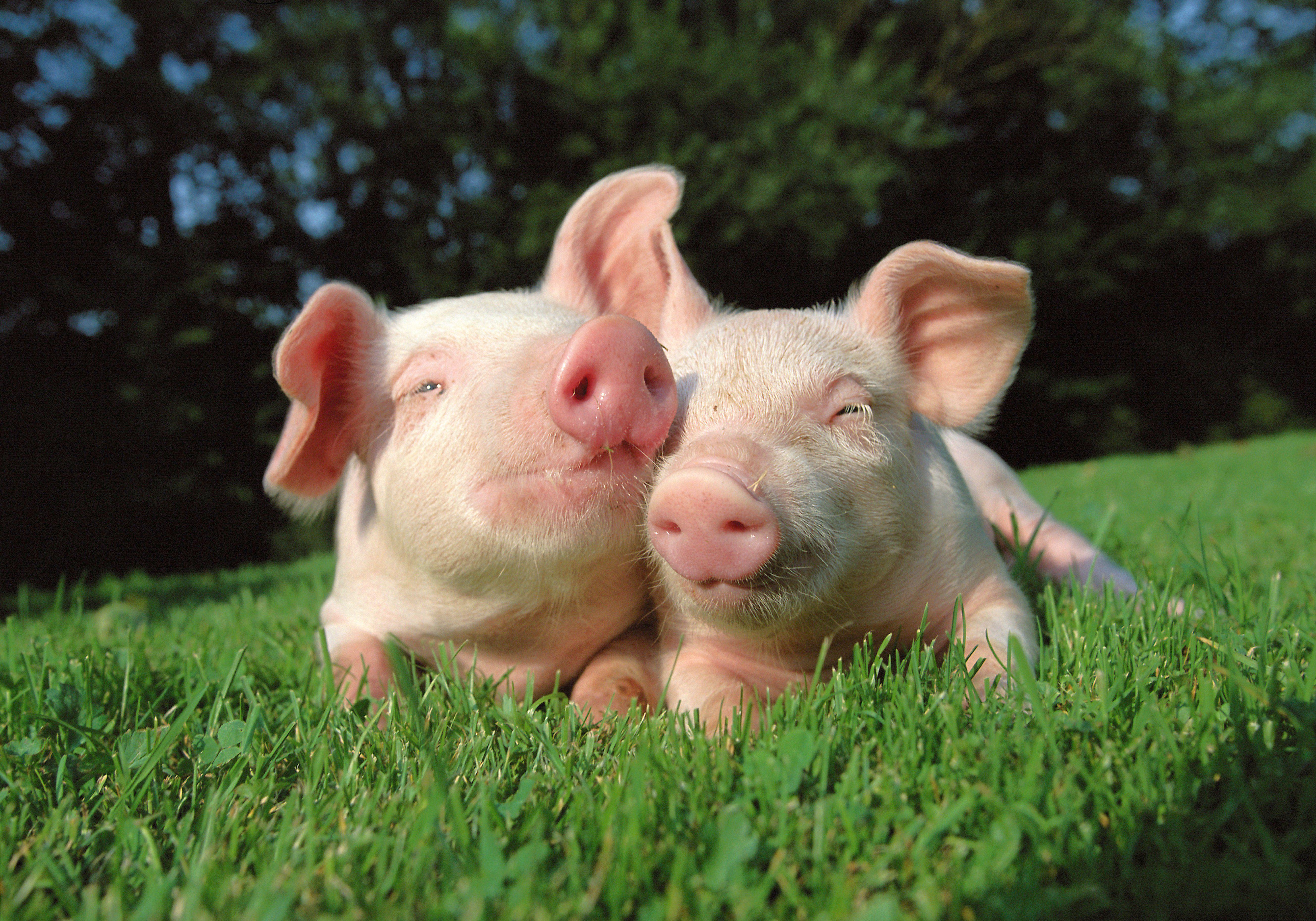 5315x3720 Free download Cute pigs wallpaper and image wallpaper picture photo [5315x3720] for your Desktop, Mobile & Tablet. Explore Cute Pig Wallpaper. Cute Guinea Pig Wallpaper, Baby Pig Desktop Wallpaper, Pigs Wallpaper