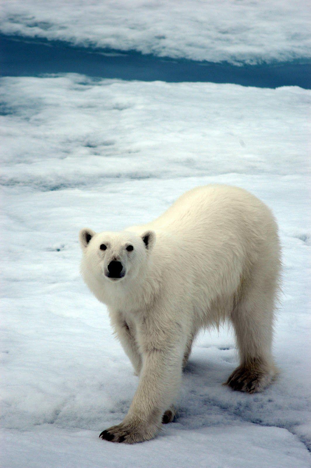 1064x1600 Polar Bear iPhone Wallpaper