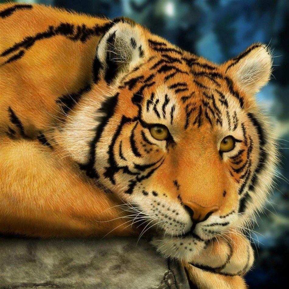 950x950 BEST RELAX IPHONE WALLPAPERS HD Lazy Tiger iPad Air Wallpaper. Best iPhone Background