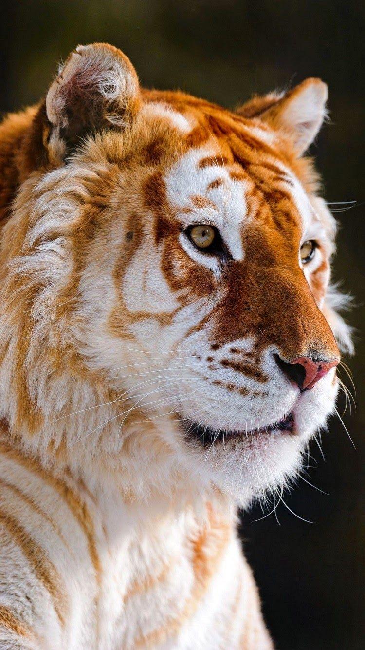 750x1334 Free download wallpaper autumn nature Animal wallpaper cat tiger and lion [750x1334] for your Desktop, Mobile & Tablet. Explore Tiger iPhone Wallpaper. Cool Tiger Wallpaper, Tiger Wallpaper HD, Detroit