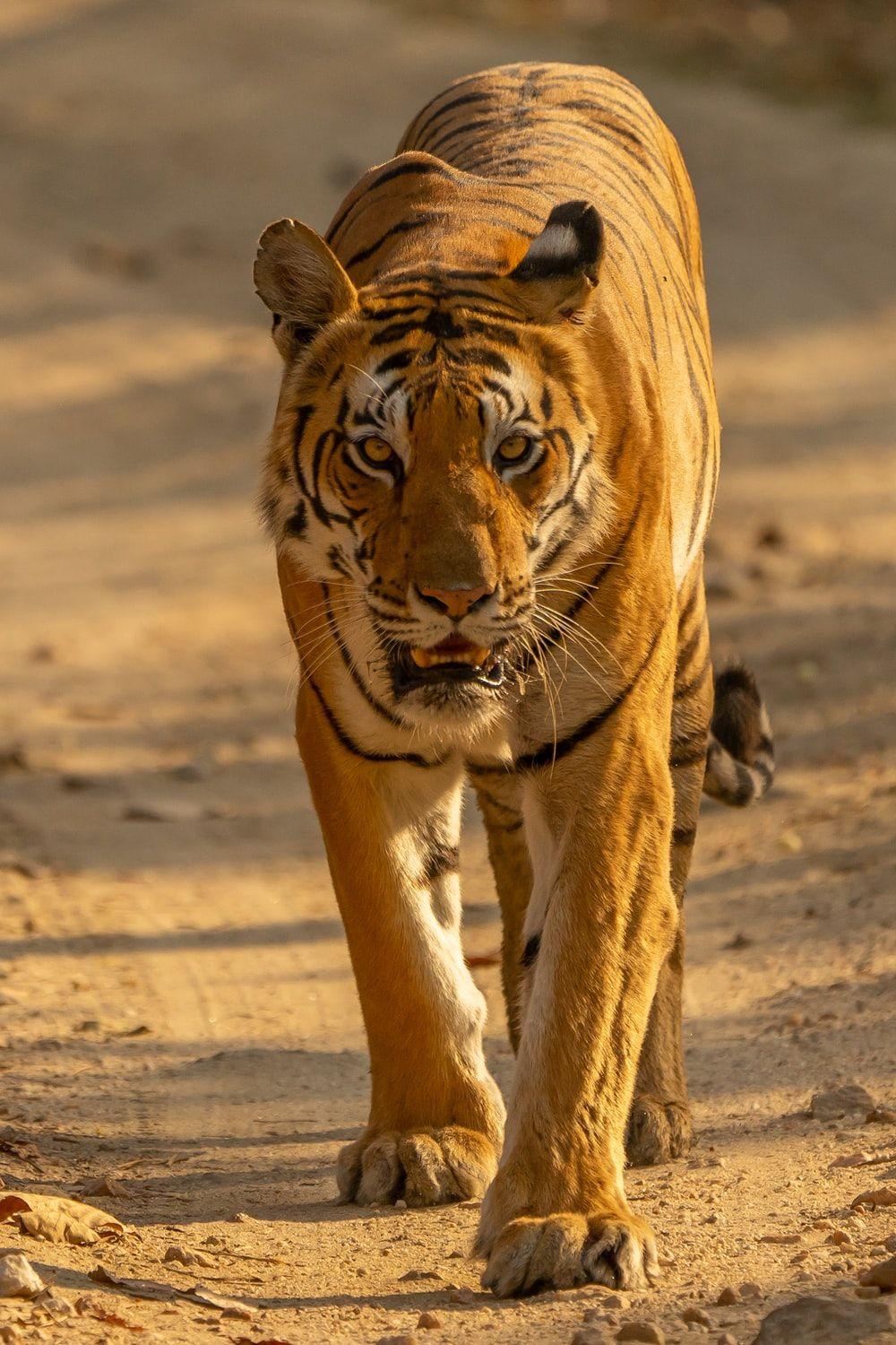 1000x1500 Tiger Picture. Download Free Image