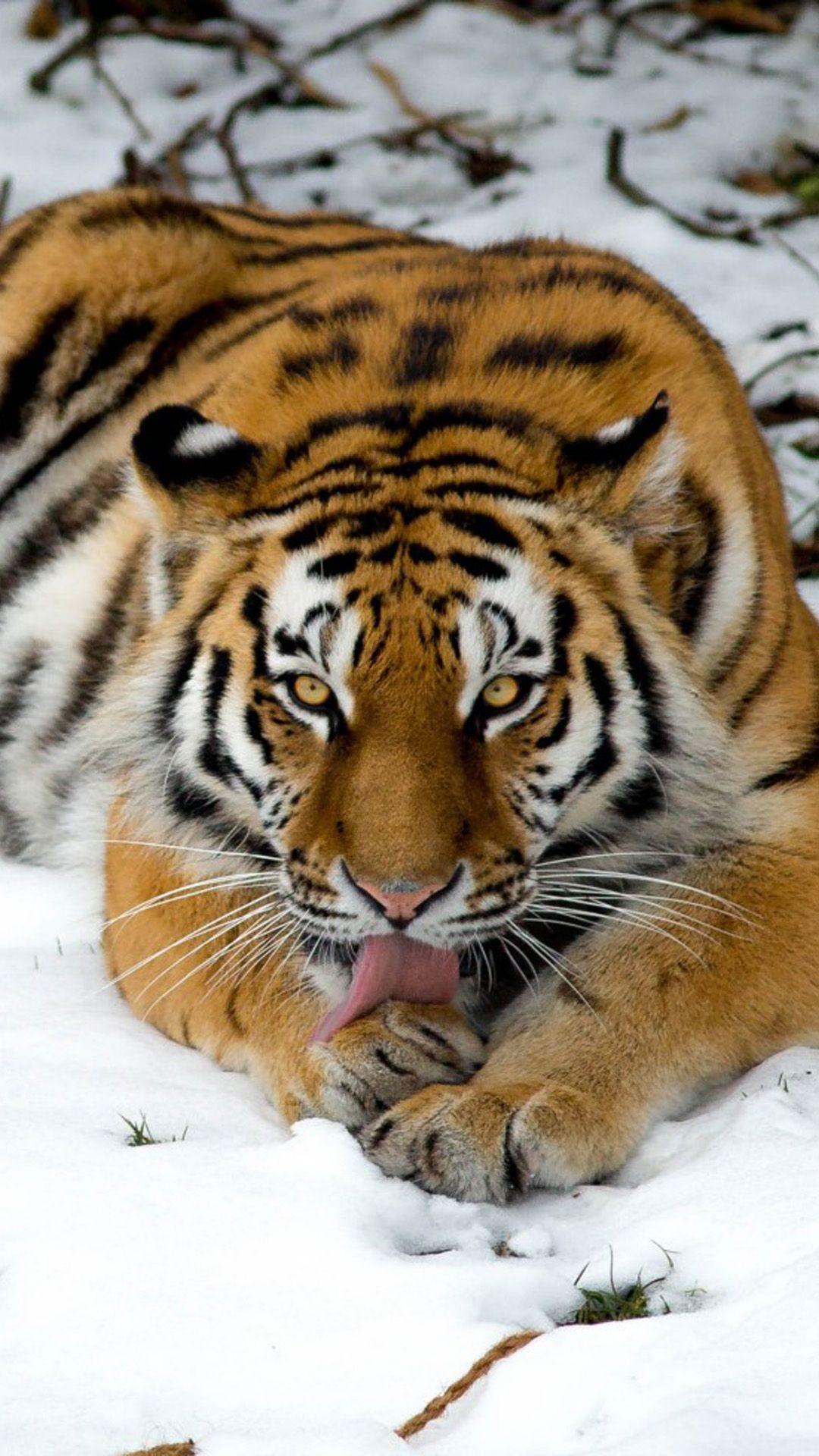 1080x1920 Tiger Winter Snow 4K Ultra HD Mobile Wallpaper