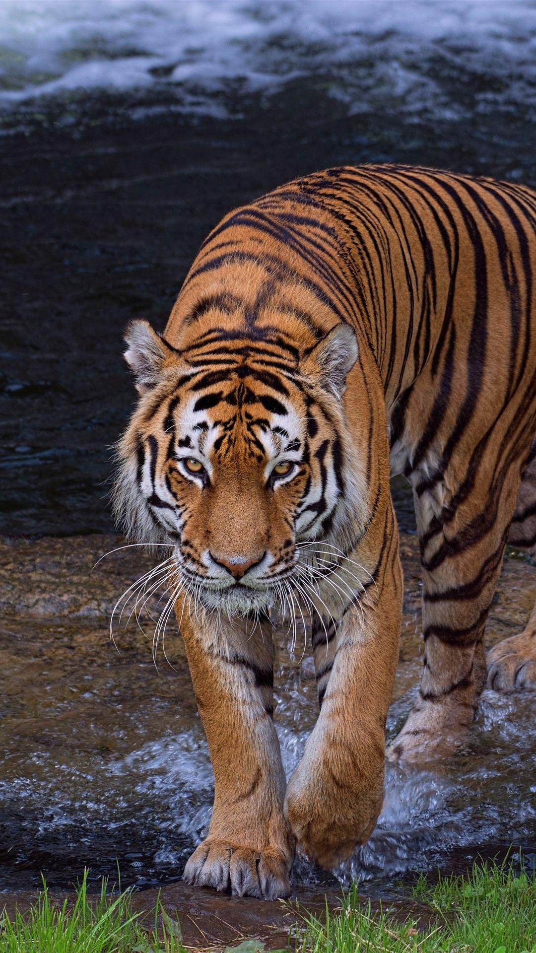 1080x1920 Tiger, River, Water 1242x2688 IPhone 11 Pro XS Max Wallpaper, Background, Picture, Image
