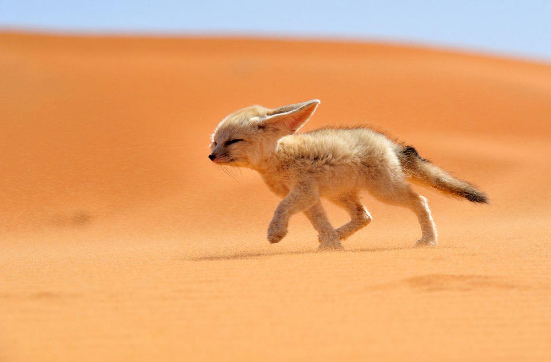 1826x1200 Sahara Desert Fox. HD Animals and Birds Wallpaper for Mobile